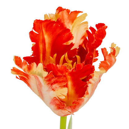 Flame Orange Parrot Tulip image 5