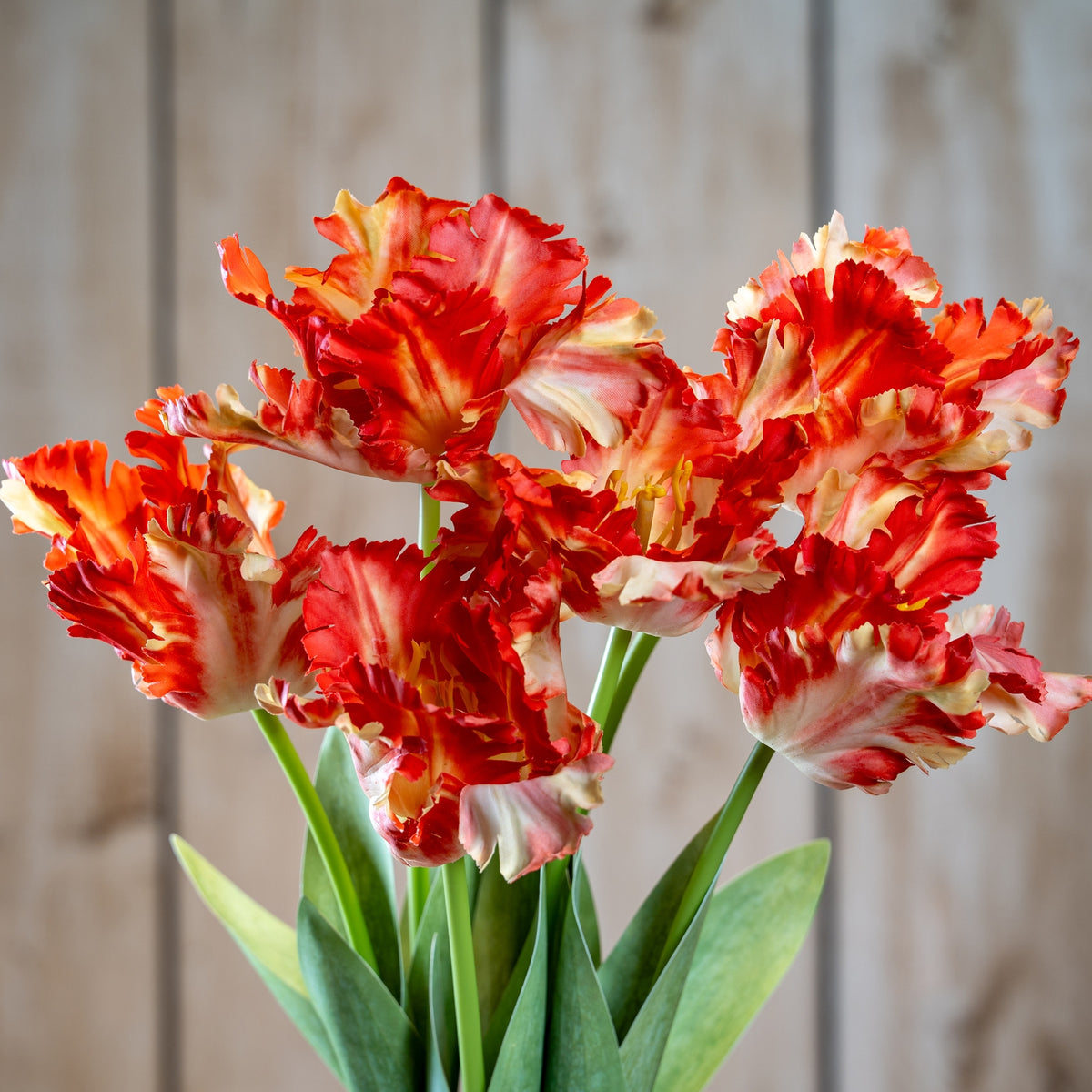 Flame Orange Parrot Tulip image 1