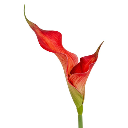 Fireball Calla Lily image 3