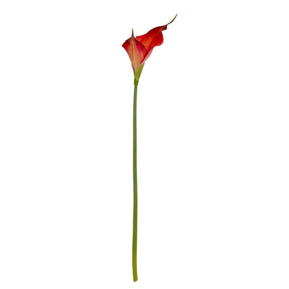 Fireball Calla Lily image 4