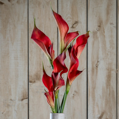 Fireball Calla Lily image 1