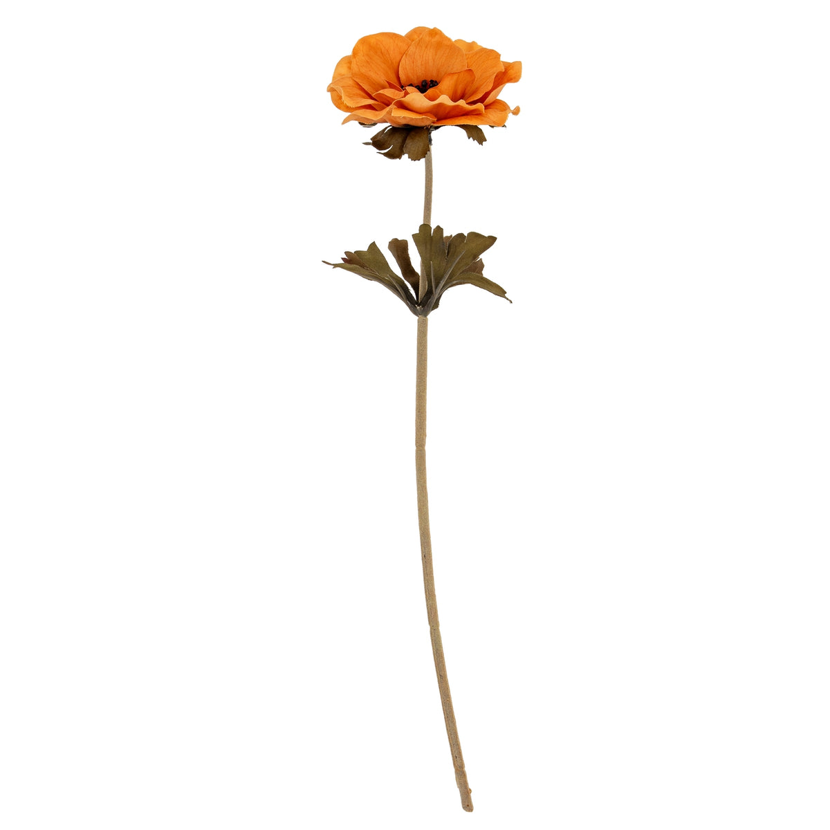 Yellow Anemone Stem image 2