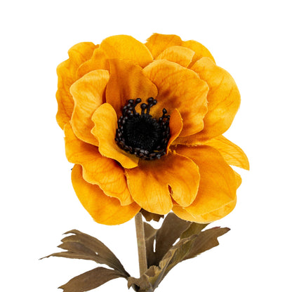 Yellow Anemone Stem image 1
