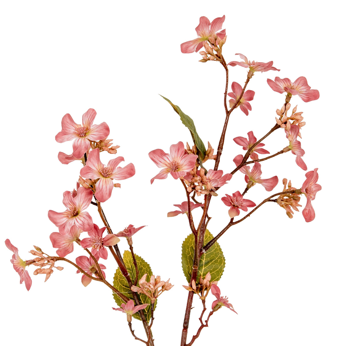 Pink Vernicia Fordii Spray image 1