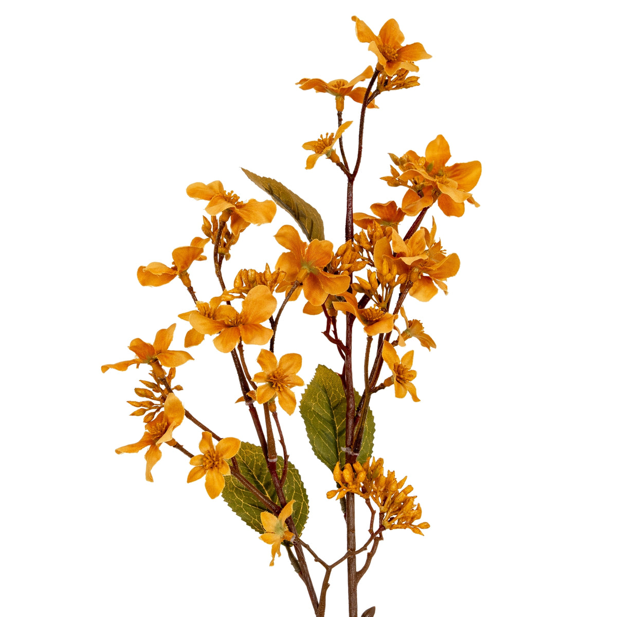 Yellow Vernicia Fordii Spray image 1