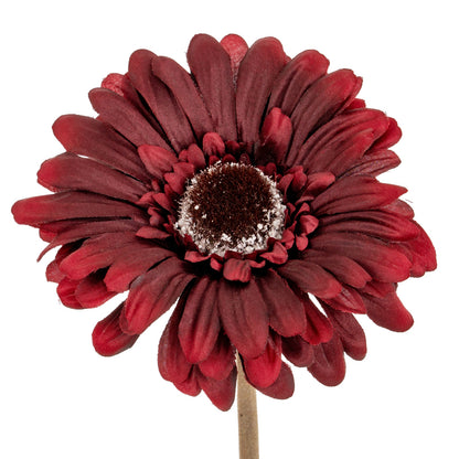 Burgundy Gerbera Stem image 1