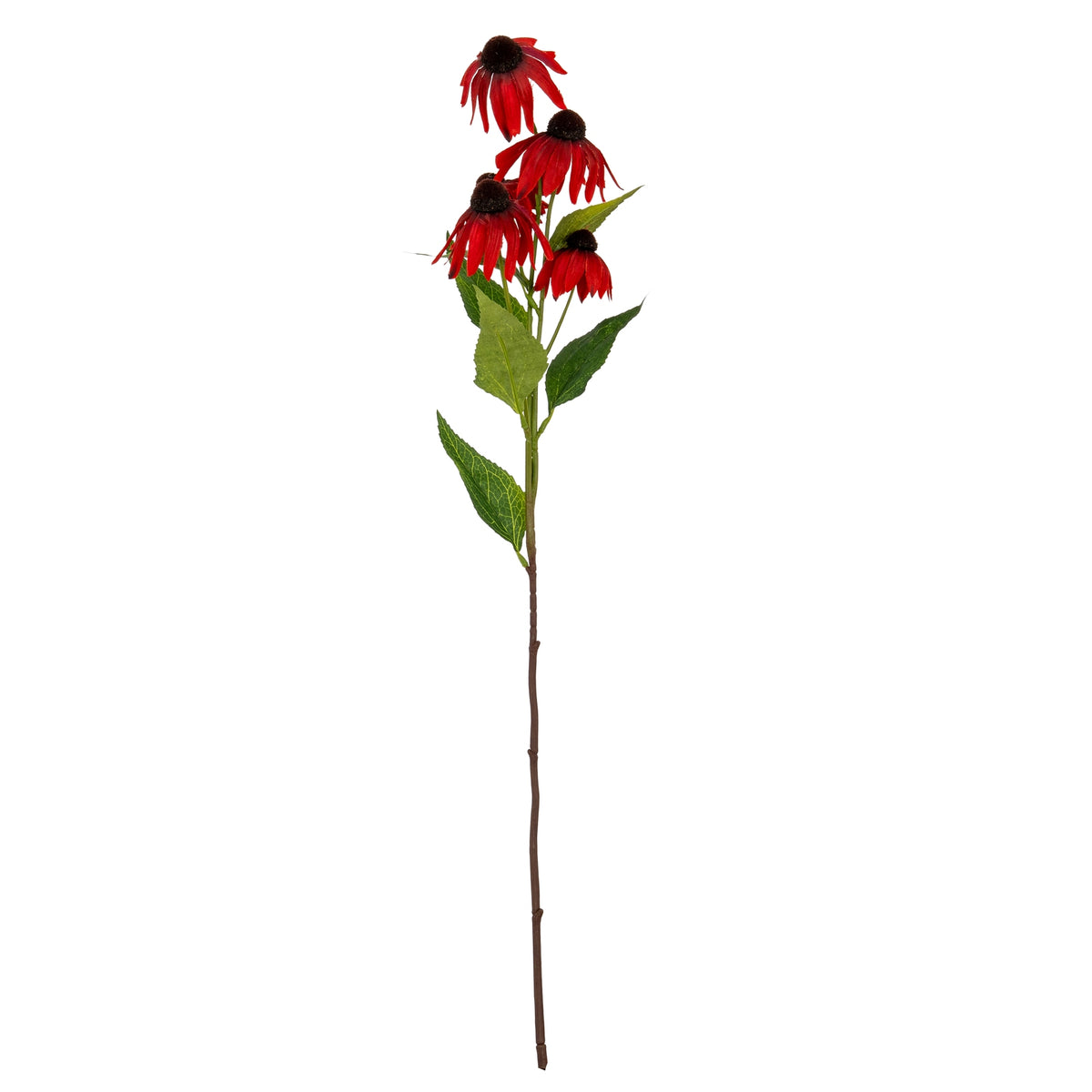 Red Echinacea Spray image 2