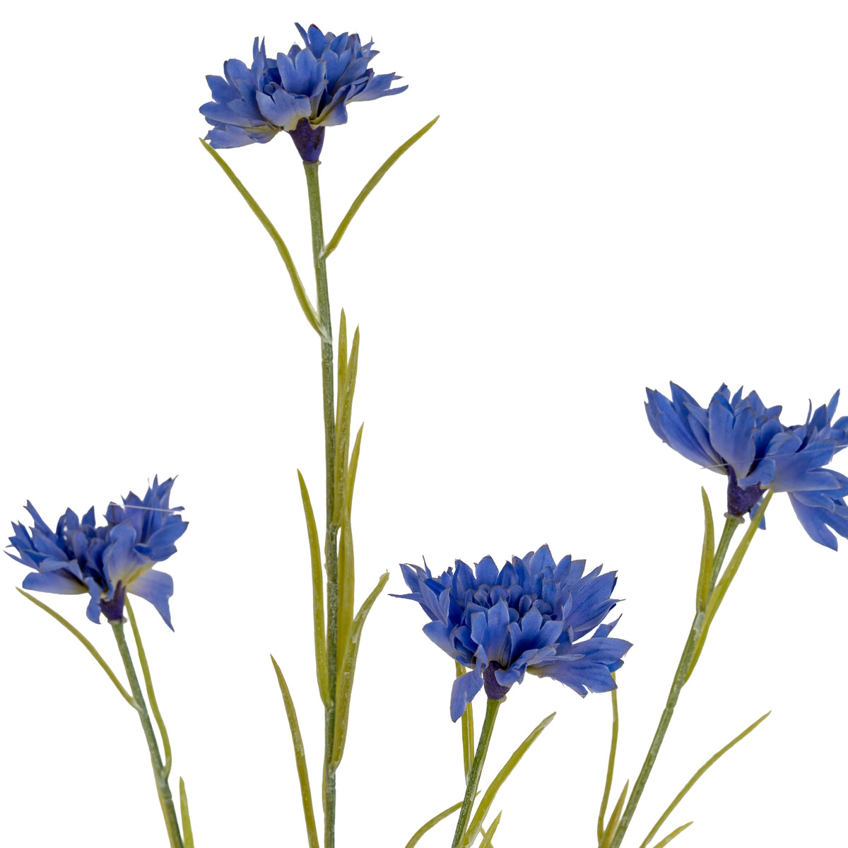 Blue Cornflower Stem image 3