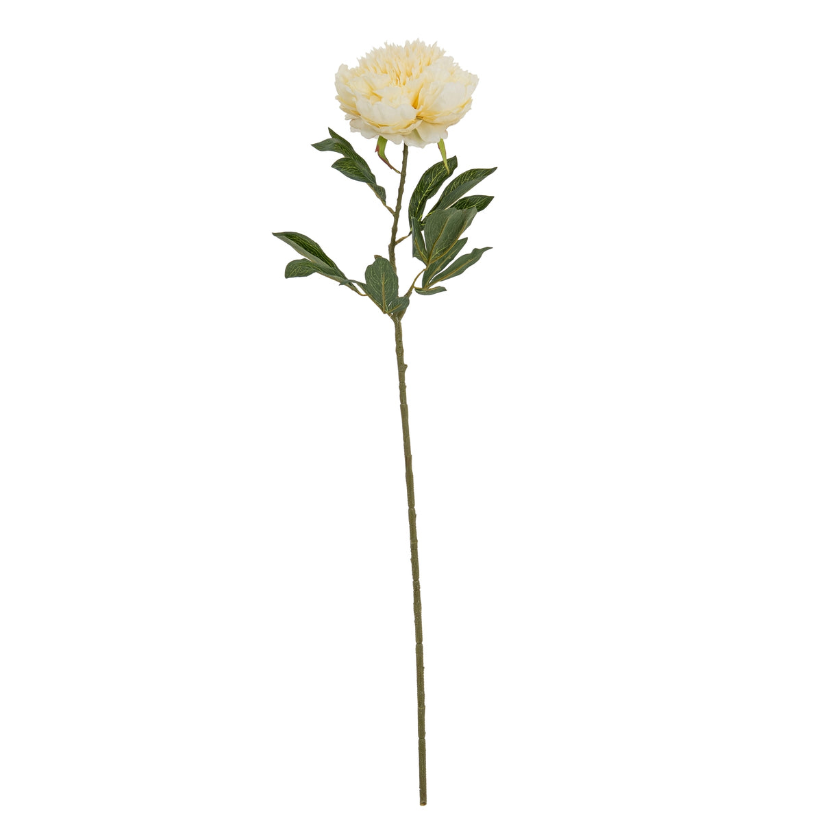 Large Buttermilk Double Peony Stem image 2