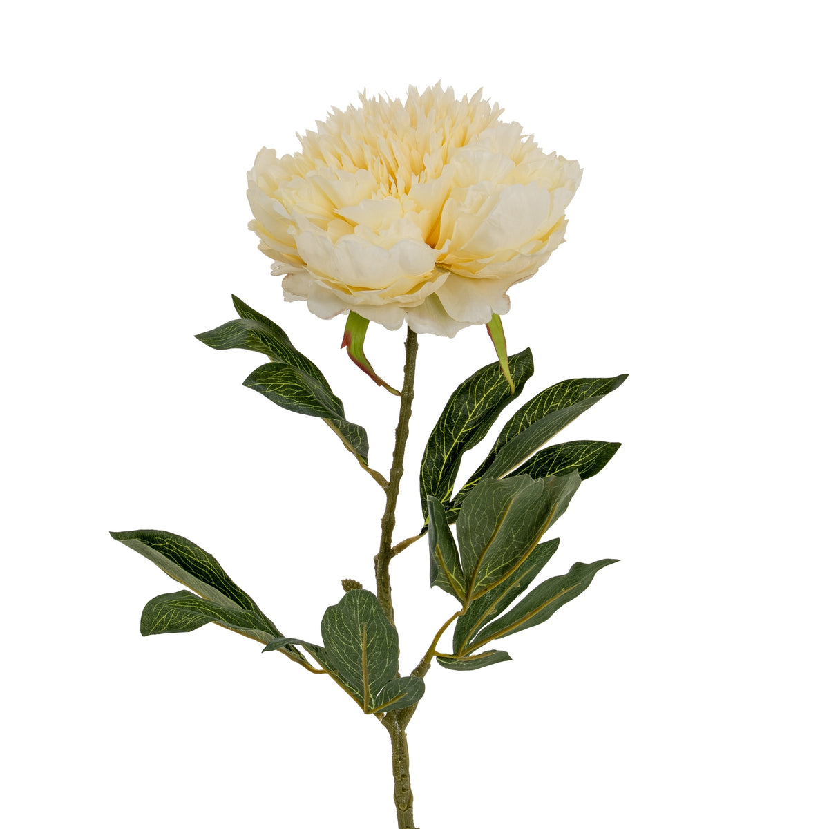 Large Buttermilk Double Peony Stem image 1