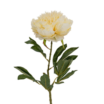 Large Buttermilk Double Peony Stem image 1