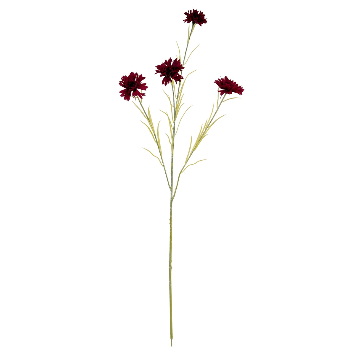 Burgundy Cornflower Stem image 2
