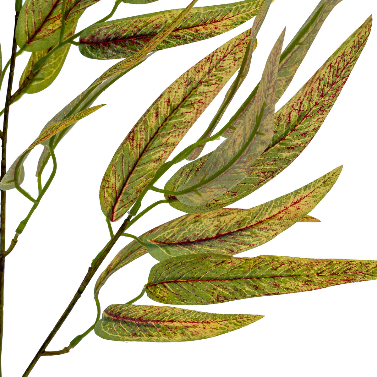 Variegated Long Leaf Eucalyptus Spray image 4