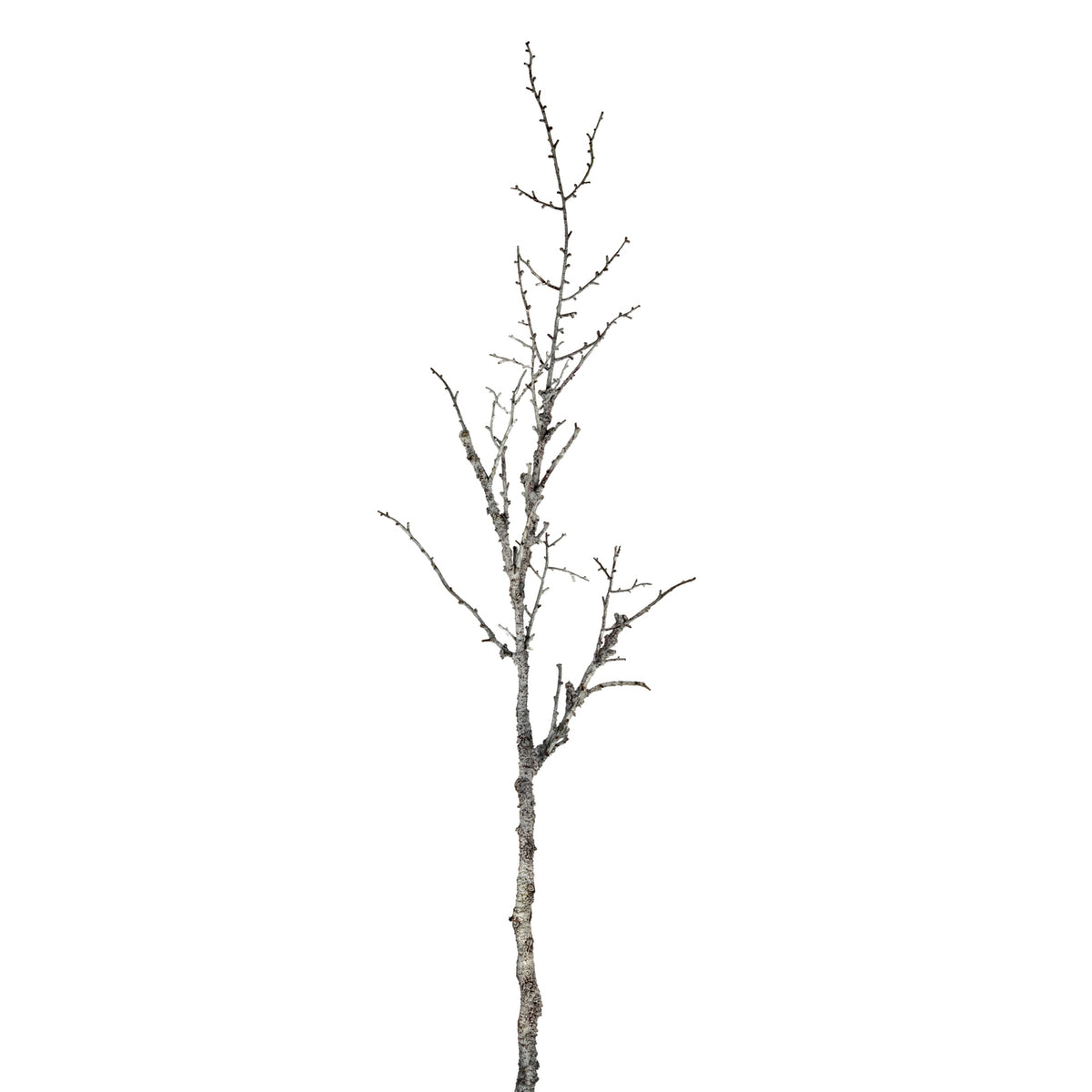 Snowy Winter Woodland Branch image 1