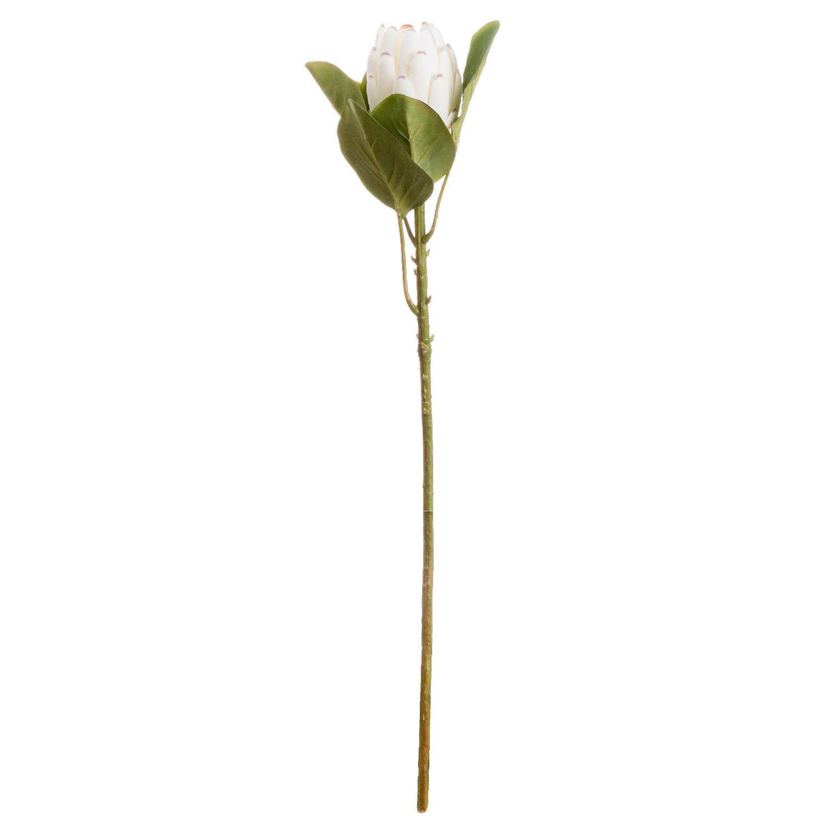 Kopervira Closed White Protea — single stem