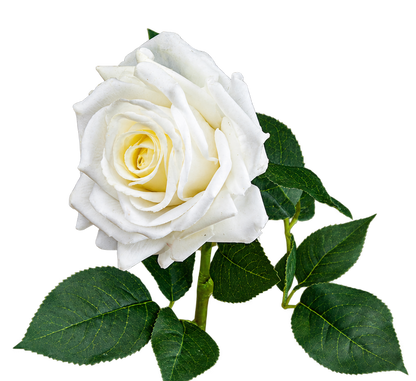 Essex Large White Garden Rose