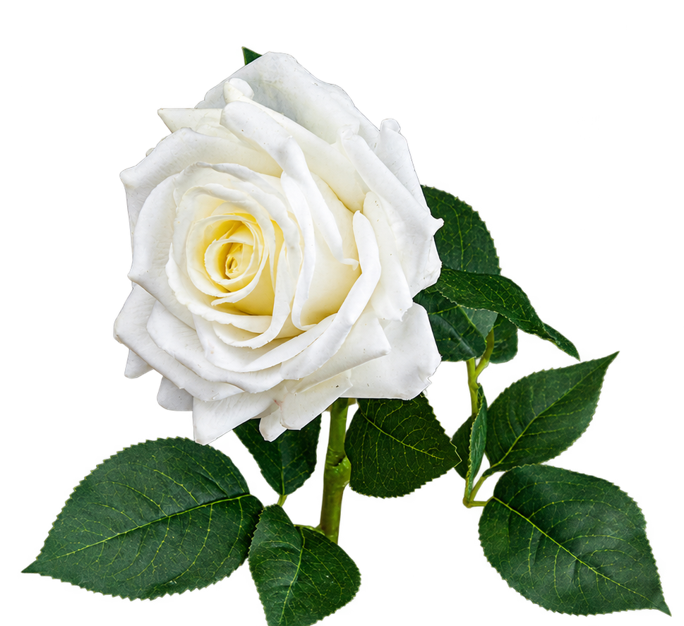 Essex Large White Garden Rose