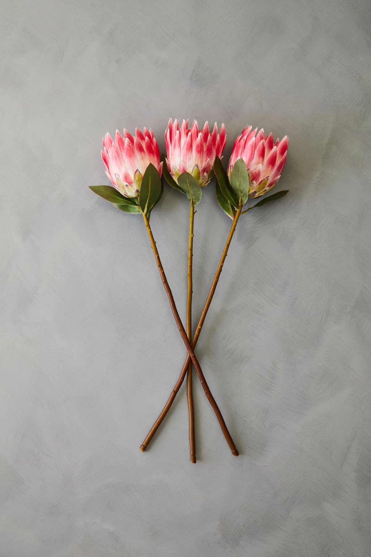 Time Pink Protea Flower Stem