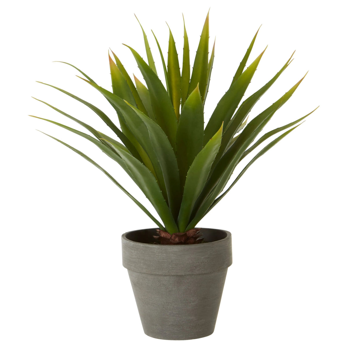 Caorle Agave Succulent Grey Pot