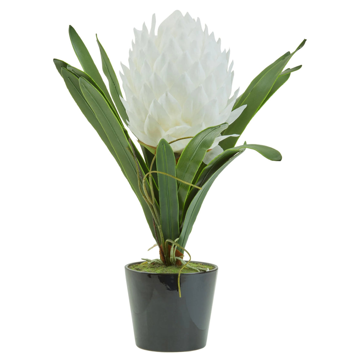 Mantova White Tropical Plant Black Pot