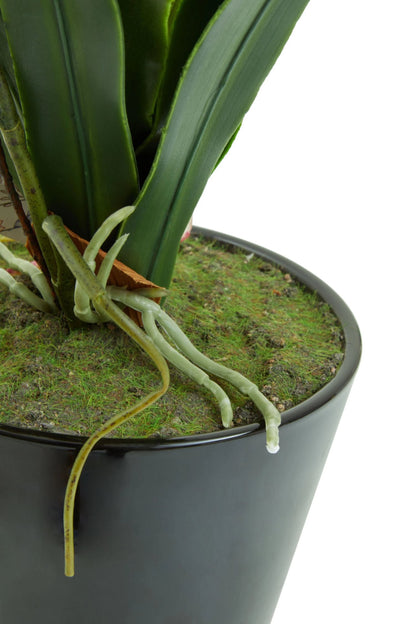 Mantova White Tropical Plant Black Pot