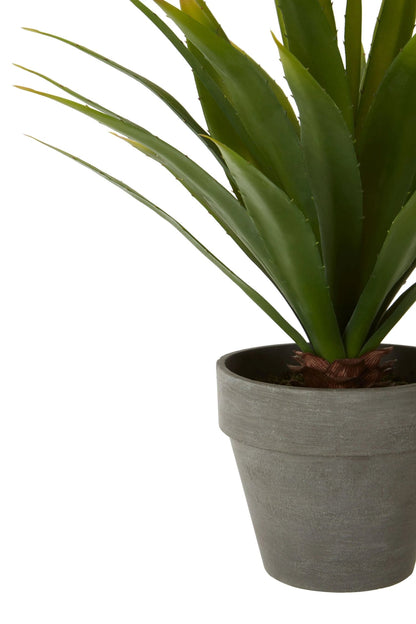 Caorle Agave Succulent Grey Pot