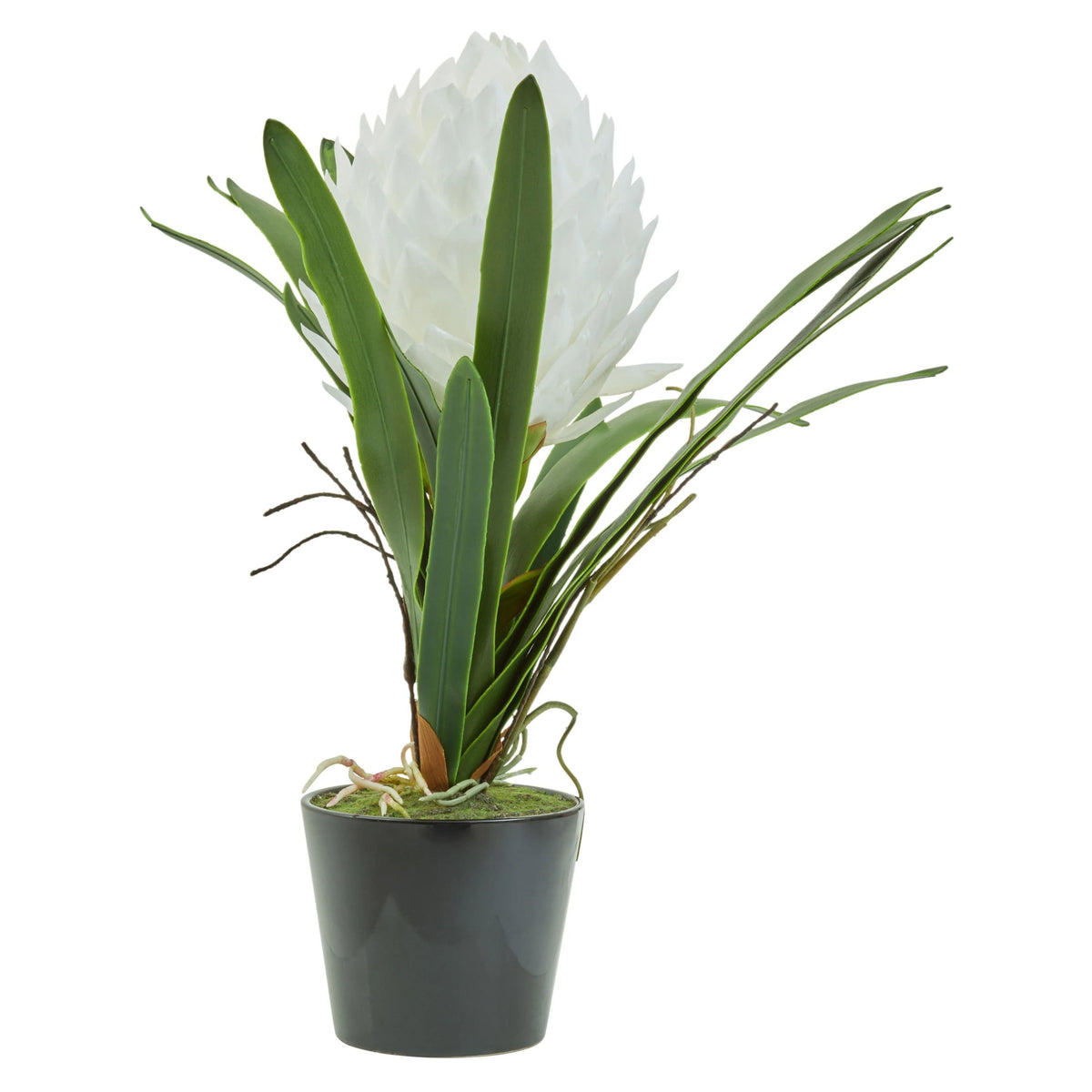 Mantova White Tropical Plant Black Pot