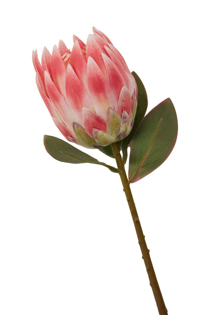 Time Pink Protea Flower Stem