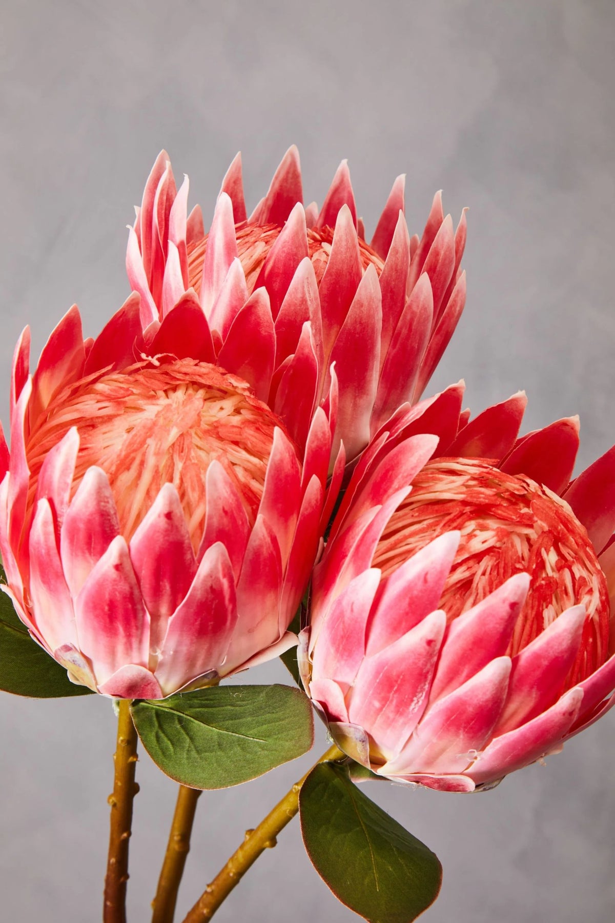 Time Pink Protea Flower Stem