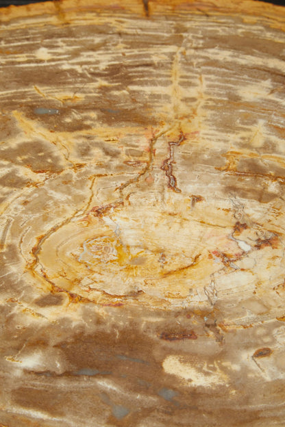 Bagnoregio Natural Petrified Coffee Table image 8