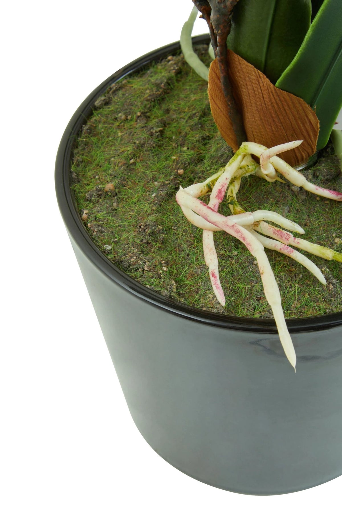 Mantova White Tropical Plant Black Pot