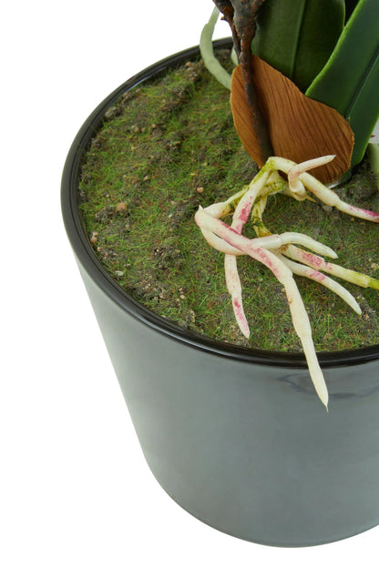 Mantova White Tropical Plant Black Pot
