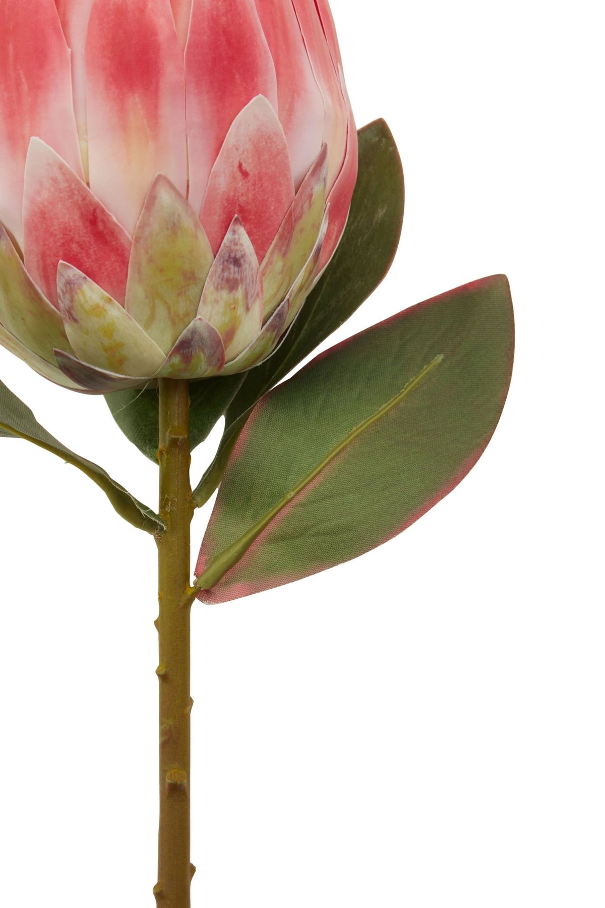 Time Pink Protea Flower Stem