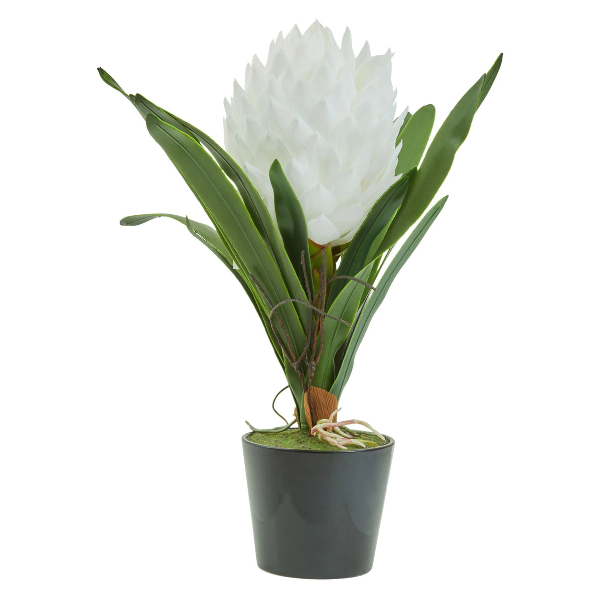 Mantova White Tropical Plant Black Pot