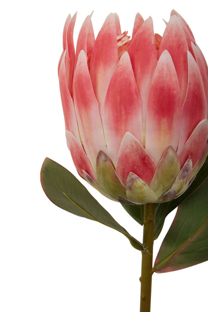 Time Pink Protea Flower Stem